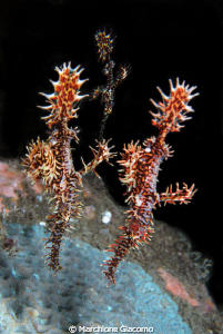 three ghosts
Nikon D200, 60 micro , twin strobo
Dumague... by Marchione Giacomo 